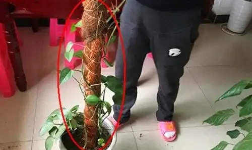 王大媽養黃金葛「上癮」,3種廢物自制黃金葛柱,氣根瘋長,枝條2米長