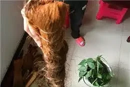 王大媽養黃金葛「上癮」,3種廢物自制黃金葛柱,氣根瘋長,枝條2米長