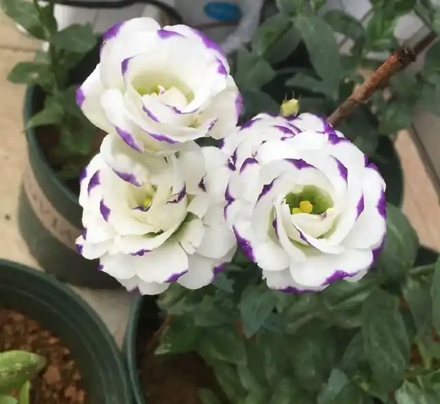 開花期長