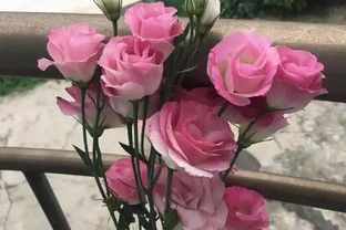 最漂亮的草本花卉，被譽為「無刺玫瑰」，超級好養，還是盆栽佳品