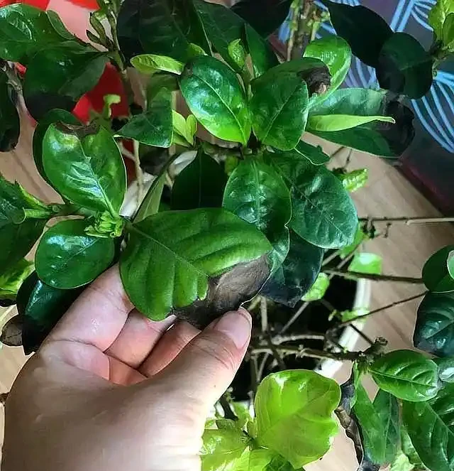 梔子花養不好,葉子發黑,試試這個方法,救活開花很簡單!