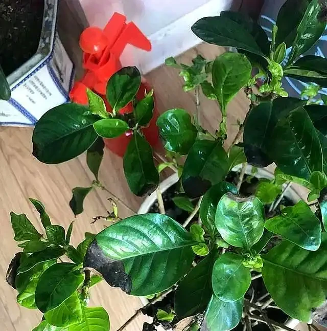 梔子花養不好,葉子發黑,試試這個方法,救活開花很簡單!