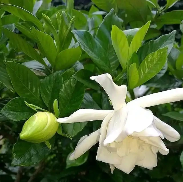 梔子花養不好,葉子發黑,試試這個方法,救活開花很簡單!