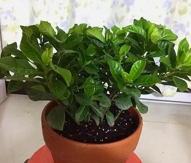 梔子花養不好,葉子發黑,試試這個方法,救活開花很簡單!