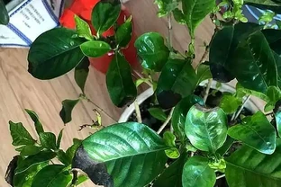 梔子花養不好，葉子發黑，試試這個方法，救活開花很簡單！