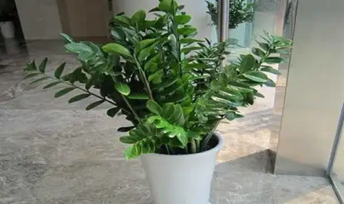 雪鐵芋「莖幹癟」?這2個問題不可忽視,值得收藏!