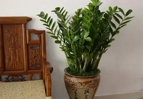 雪鐵芋「莖幹癟」?這2個問題不可忽視,值得收藏!