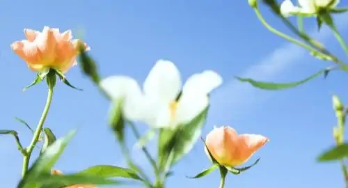 黃金葛是生命力很頑強的風水植物