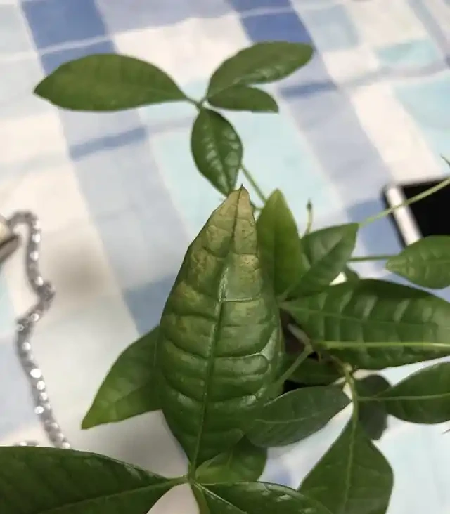 發財樹葉子變黃髮軟,是你這點做錯了,及時改正讓它恢復枝繁葉茂
