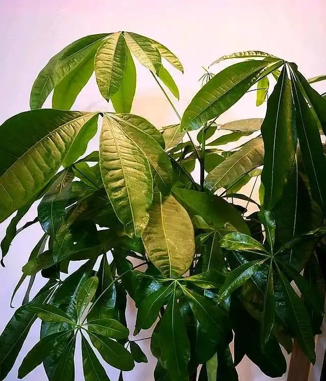 發財樹葉子變黃髮軟,是你這點做錯了,及時改正讓它恢復枝繁葉茂