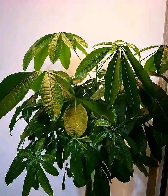 發財樹葉子變黃髮軟,是你這點做錯了,及時改正讓它恢復枝繁葉茂
