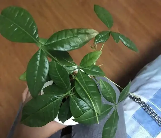 發財樹葉子變黃髮軟,是你這點做錯了,及時改正讓它恢復枝繁葉茂