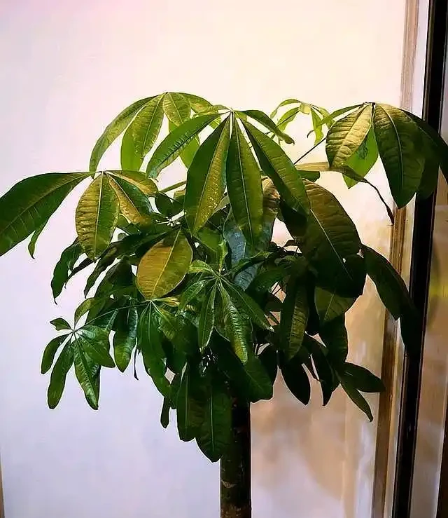 發財樹葉子變黃髮軟,是你這點做錯了,及時改正讓它恢復枝繁葉茂