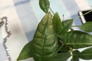 發財樹葉子變黃髮軟，是你這點做錯了，及時改正讓它恢復枝繁葉茂