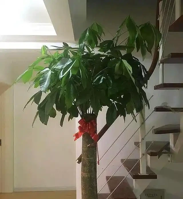 發財樹使用硫酸亞鐵,這樣使用才靠譜,讓它葉子油綠,新芽蹭蹭冒