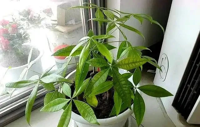 發財樹使用硫酸亞鐵,這樣使用才靠譜,讓它葉子油綠,新芽蹭蹭冒