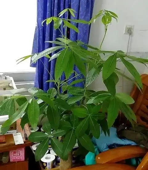 發財樹使用硫酸亞鐵,這樣使用才靠譜,讓它葉子油綠,新芽蹭蹭冒