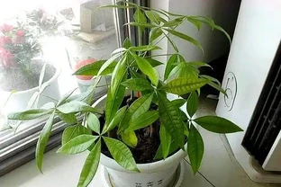 發財樹使用硫酸亞鐵，這樣使用才靠譜，讓它葉子油綠，新芽蹭蹭冒