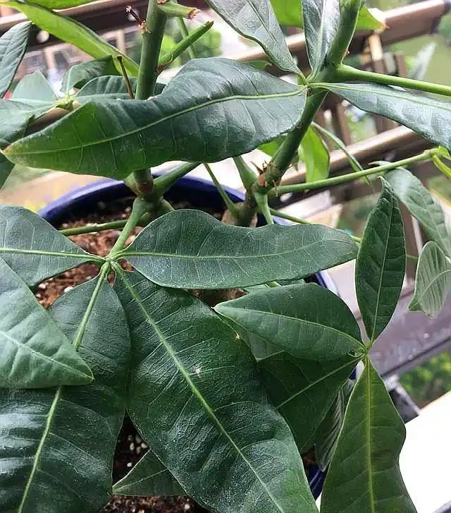 發財樹葉子向下捲曲,用這方法,葉片很快就恢復,新芽不斷往外冒