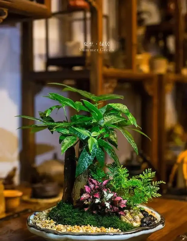 發財樹葉子無光不油亮?三個小方法一天就能綠動起來!