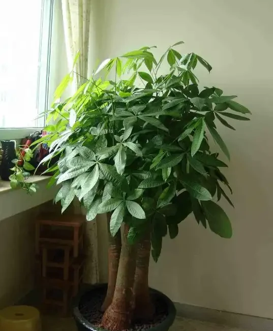 發財樹葉子無光不油亮?三個小方法一天就能綠動起來!