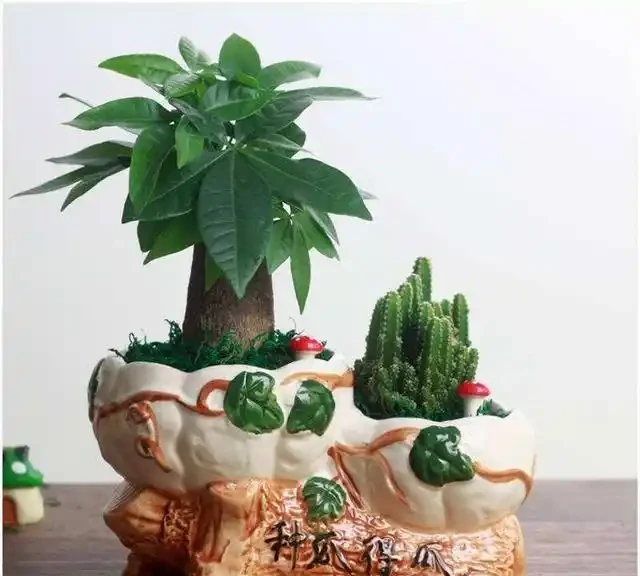 發財樹葉子無光不油亮?三個小方法一天就能綠動起來!