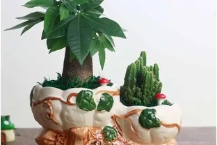 發財樹葉子無光不油亮？三個小方法一天就能綠動起來！