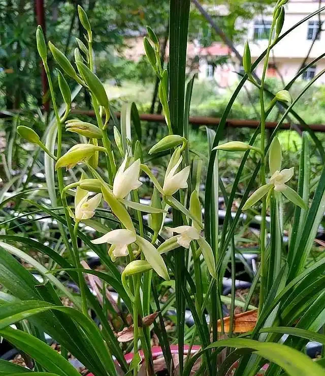 養的蘭花的葉子發黑了,趕緊這樣處理,很快恢復,新芽蹭蹭竄