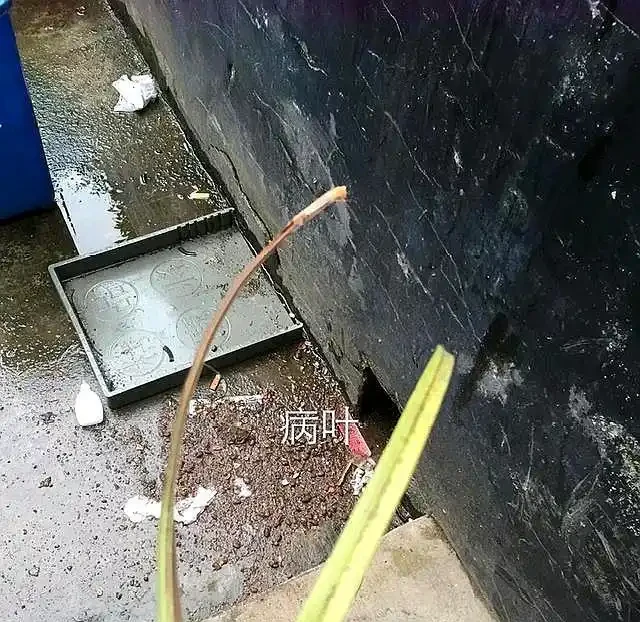 養的蘭花的葉子發黑了,趕緊這樣處理,很快恢復,新芽蹭蹭竄