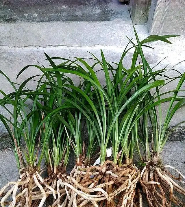 養的蘭花的葉子發黑了,趕緊這樣處理,很快恢復,新芽蹭蹭竄