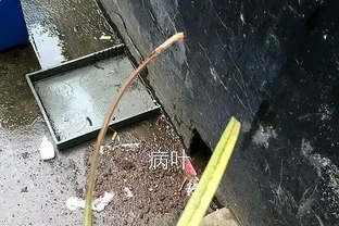 養的蘭花的葉子發黑了，趕緊這樣處理，很快恢復，新芽蹭蹭竄