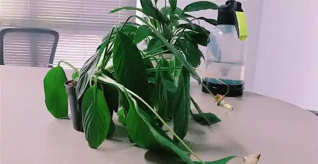 白鶴芋蔫萎，秒變「軟骨頭」，不可澆大水，補水有「講究」！