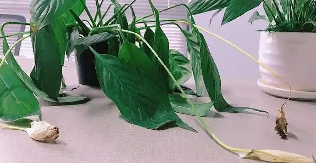 白鶴芋蔫萎，秒變「軟骨頭」，不可澆大水，補水有「講究」！