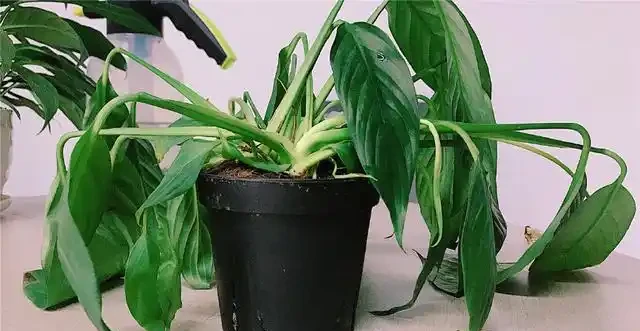 白鶴芋蔫萎，秒變「軟骨頭」，不可澆大水，補水有「講究」！
