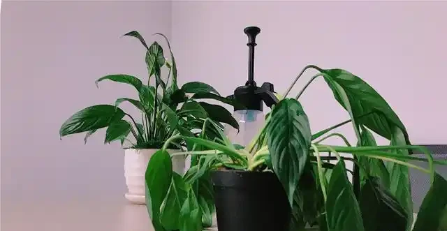 白鶴芋蔫萎，秒變「軟骨頭」，不可澆大水，補水有「講究」！