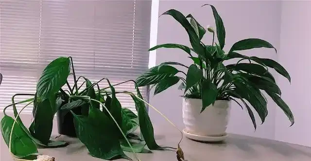 白鶴芋蔫萎，秒變「軟骨頭」，不可澆大水，補水有「講究」！