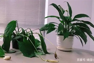 白鶴芋蔫萎，秒變「軟骨頭」，不可澆大水，補水有「講究」！