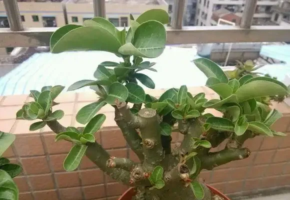 沙漠玫瑰截短