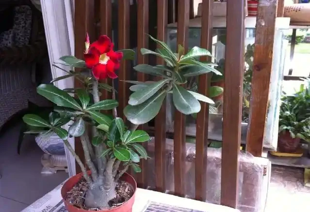株型比較好的沙漠玫瑰