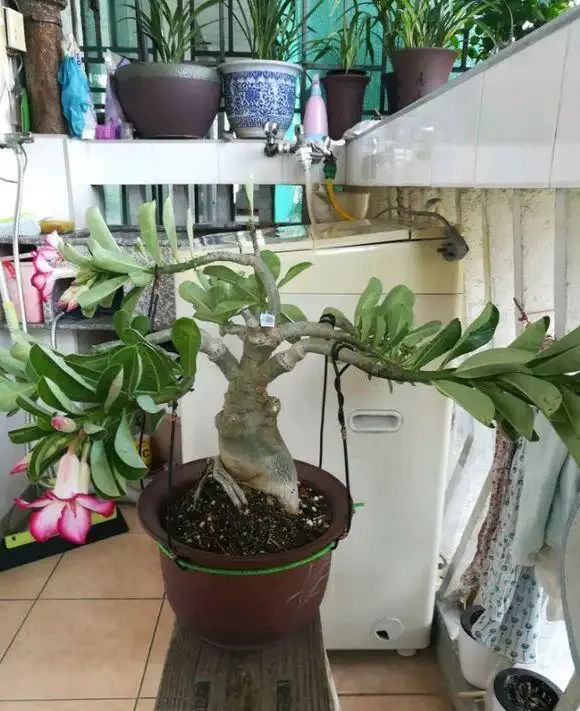 沙漠玫瑰橫拉促分支