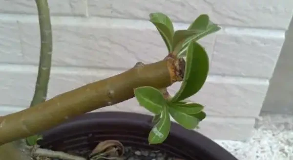沙漠玫瑰截短