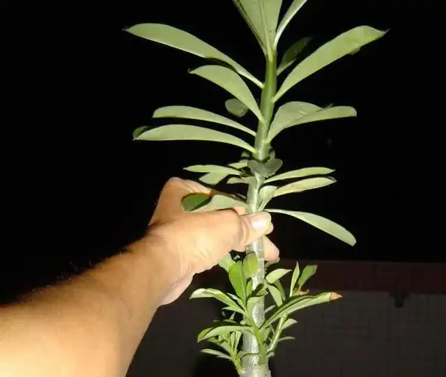 一根獨苗及時摘心