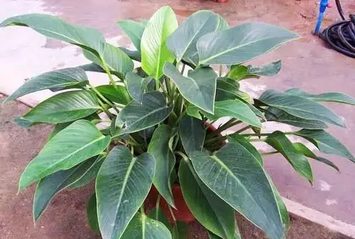 新房子養上這種植物，吸附「甲醛」比黃金葛還強，一種就活不用管！