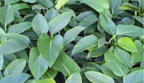 新房子養上這種植物，吸附「甲醛」比黃金葛還強，一種就活不用管！