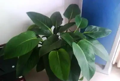 新房子養上這種植物，吸附「甲醛」比黃金葛還強，一種就活不用管！
