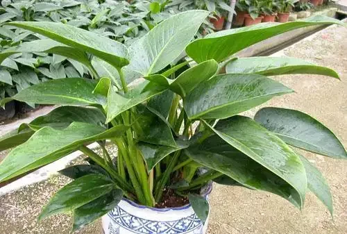新房子養上這種植物，吸附「甲醛」比黃金葛還強，一種就活不用管！