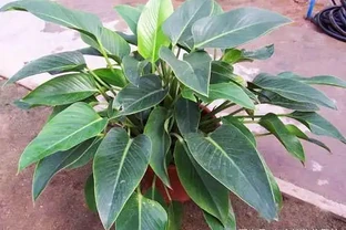 新房子養上這種植物，吸附「甲醛」比黃金葛還強，一種就活不用管！