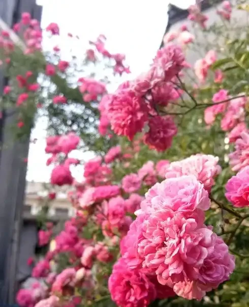 這顆玫瑰從一樓爬到了二樓，大家都說它是月季，你怎麼看？