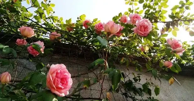 這顆玫瑰從一樓爬到了二樓，大家都說它是月季，你怎麼看？