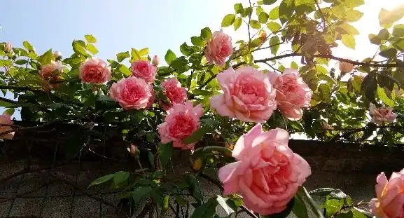 這顆玫瑰從一樓爬到了二樓，大家都說它是月季，你怎麼看？